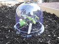 6-Pack! GrowAway Medium Reusable Plastic Mini Greenhouse, Cloche Dome, Plant by Gardinnovations