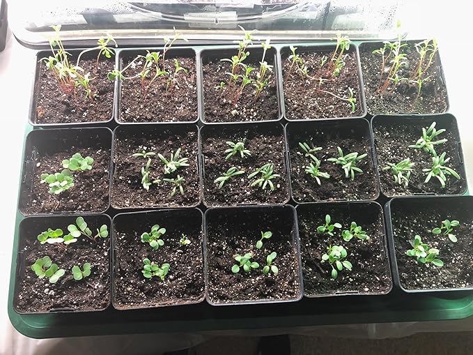 EarlyGrow Large Domed Propagator - Image 3