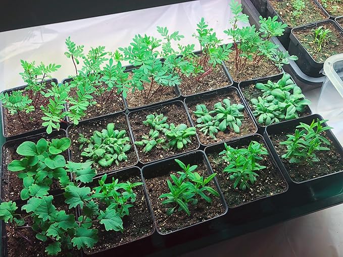 EarlyGrow Large Domed Propagator - Image 4